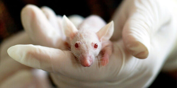 In mice, viruses gain virulence in some individuals, depending on genetics and sex