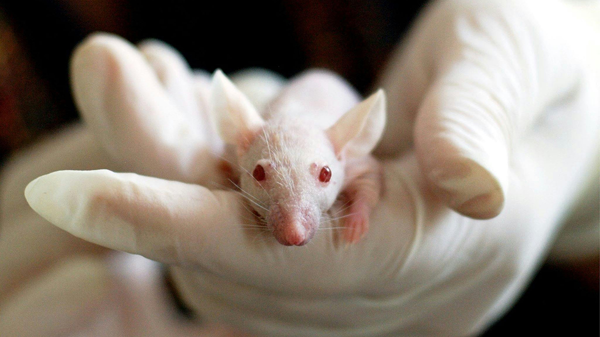 Research in mice reveals brain cells that drive—and prevent—anxiety