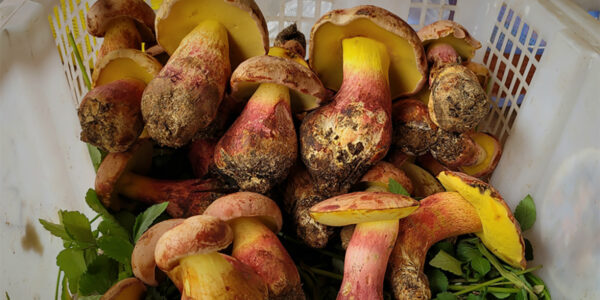 Mushroom causes fairytale-like hallucinations