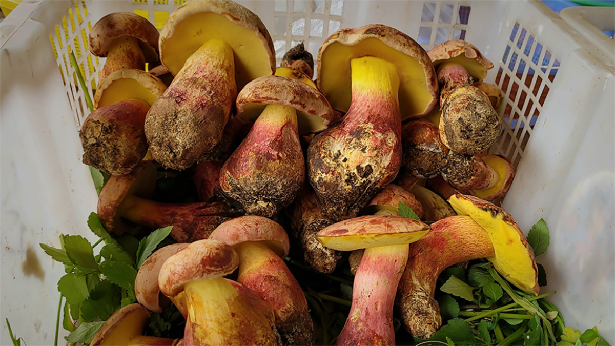 Mushroom causes fairytale-like hallucinations