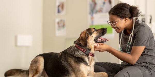 How biomedical innovation is healing animals to help people