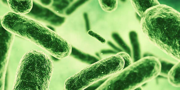 The gut bacteria that put the brakes on weight gain in mice
