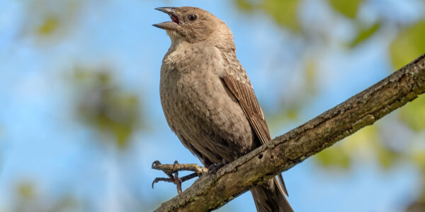 Only cowbirds sing the watery blues