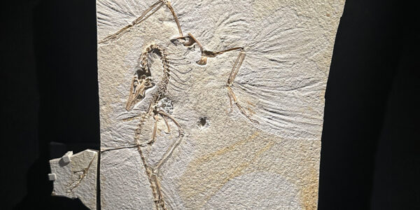 150-million-year-old fossil is the link between birds and dinosaurs