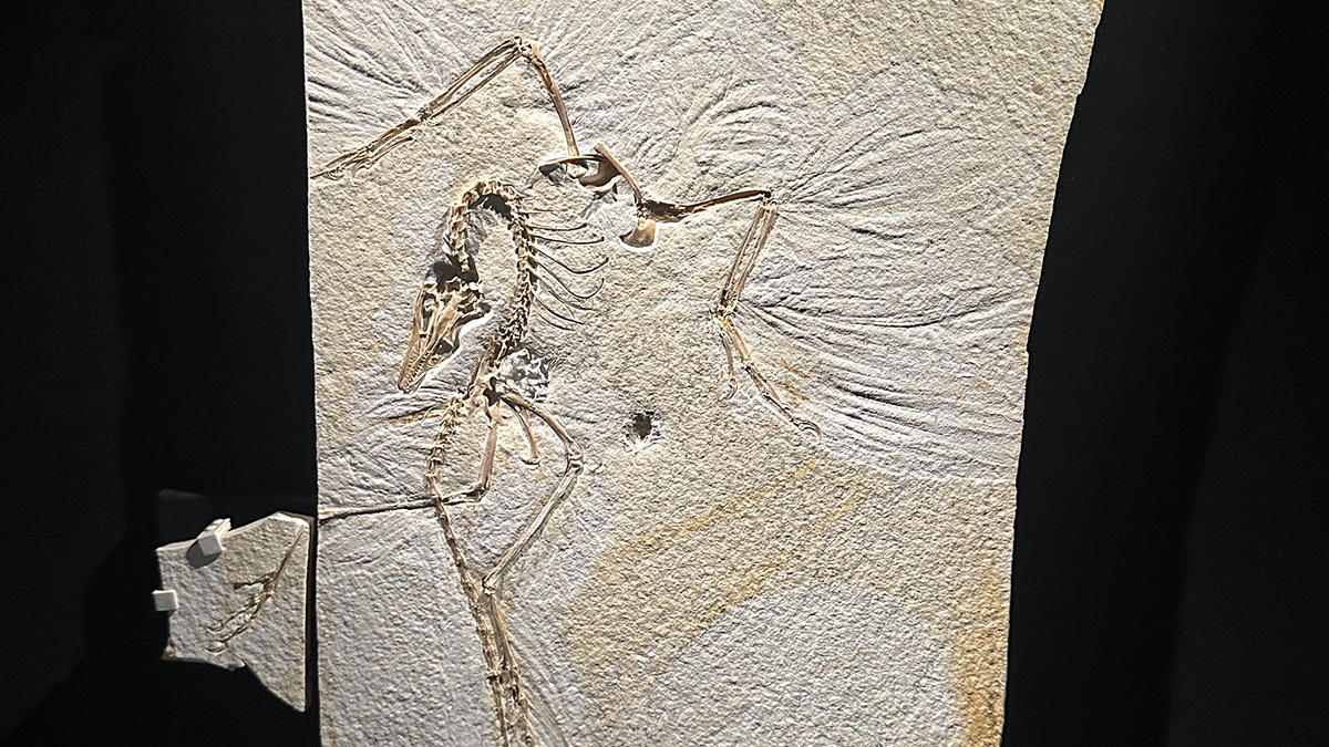 150-million-year-old fossil is the link between birds and dinosaurs - @theU