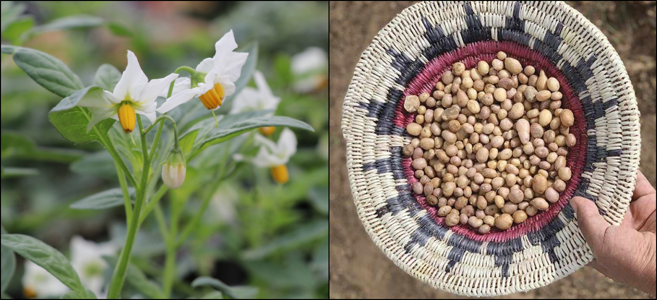 A flowering plant on the left and a woven basket with small tubers in it on the right.