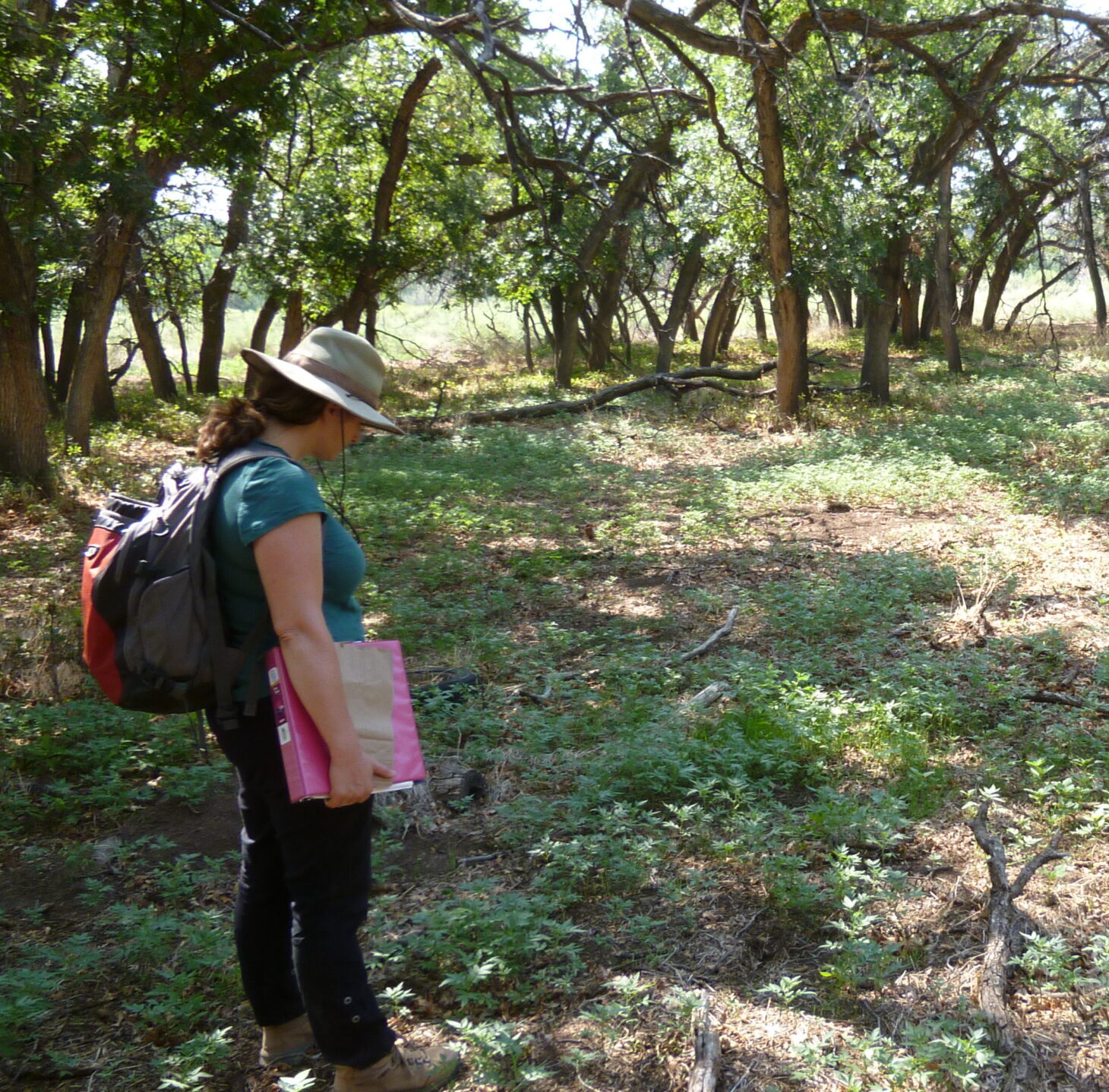 A woman looks at a large patch of Four Corners potato plants in a woodland.
