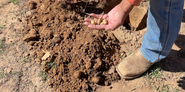 This wild potato may change the agricultural story in the American Southwest