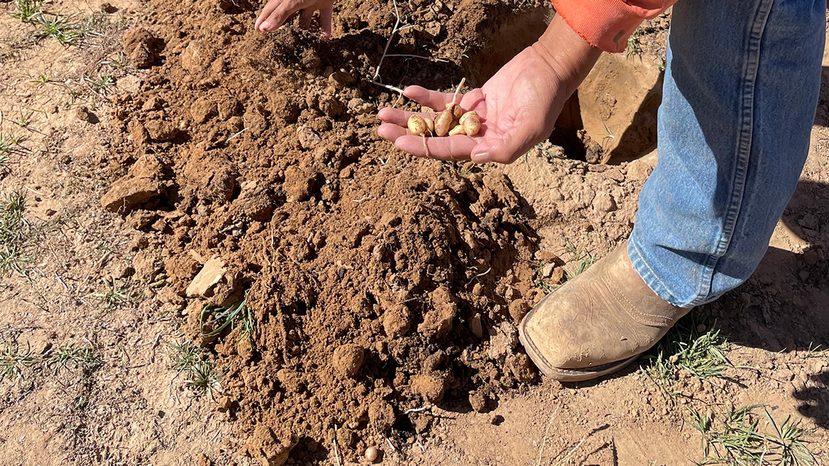 A person's hand holding small tubers after digging them out of the ground.