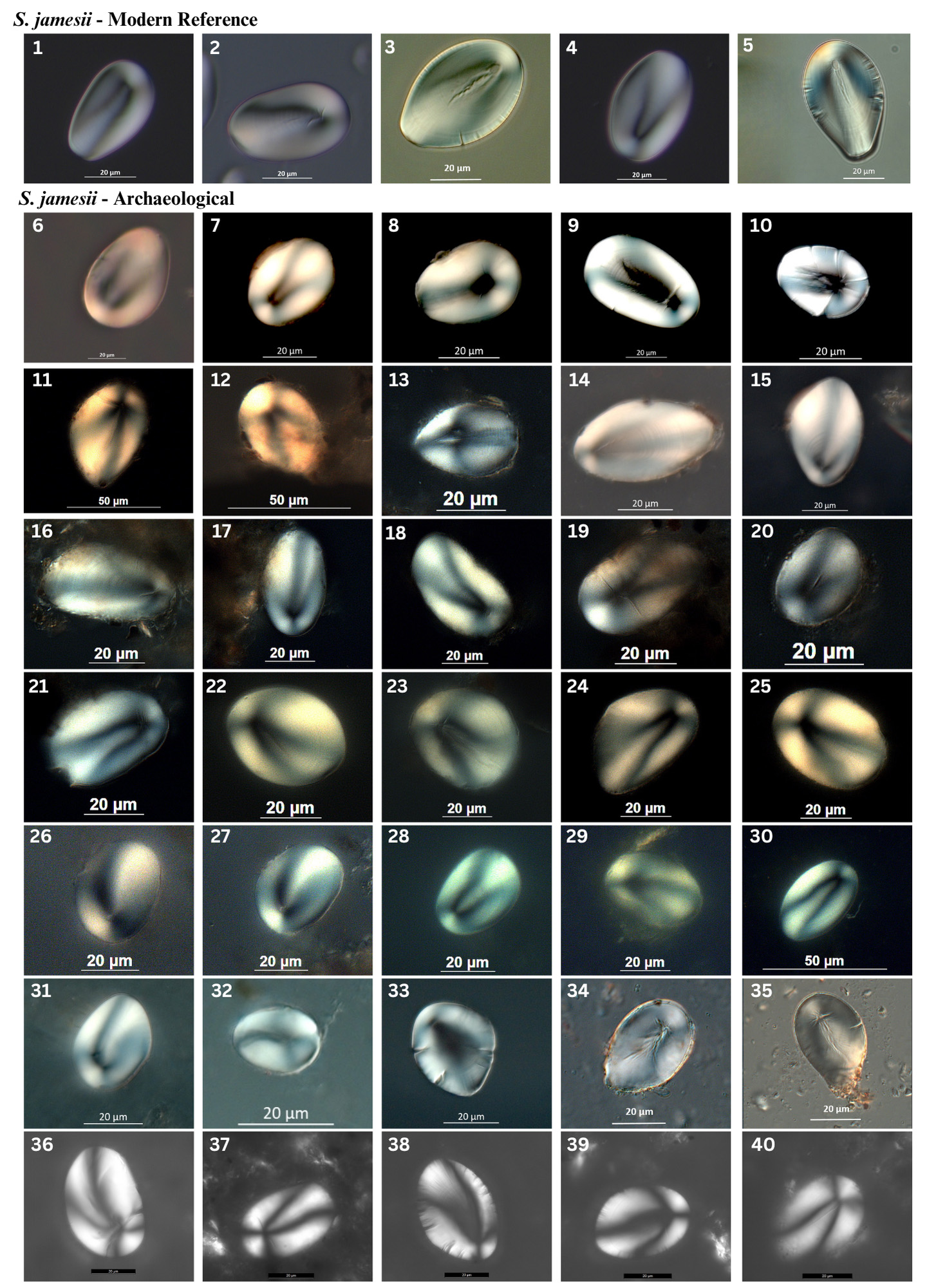 A grid of microscopic images of starch grains. they all look like corn nuts