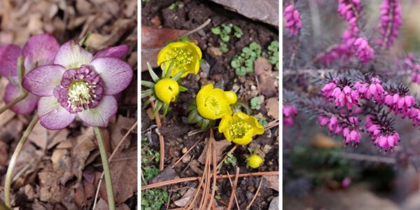 Whatta winter: Spring comes early to Red Butte Garden