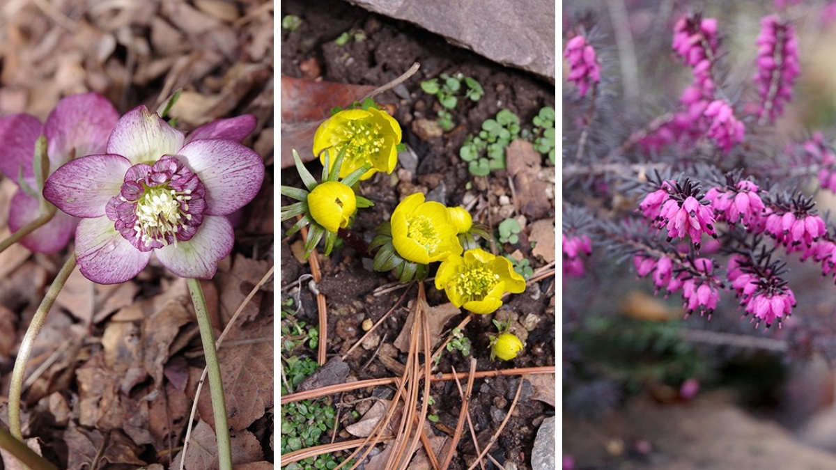 A collage of three flowers from left to right-purple, yellow, purple