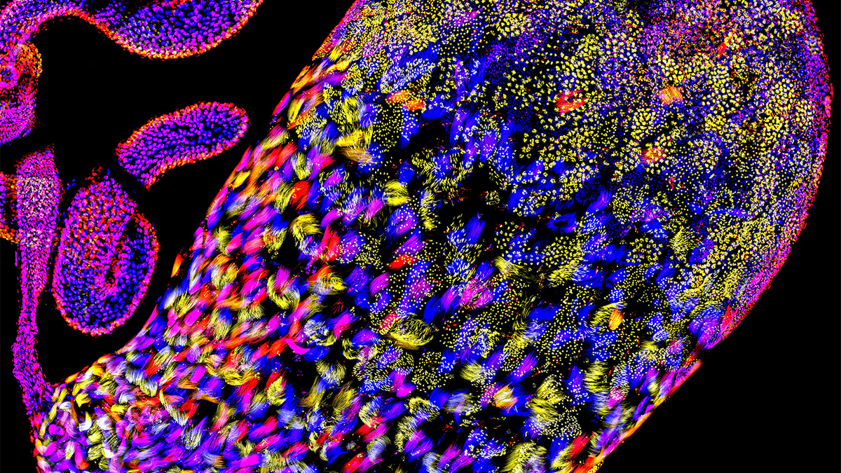 An oval-shaped collection of fluorescent colors: magenta, blue, yellow and purples.