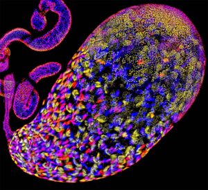 An oval-shaped collection of fluorescent colors: magenta, blue, yellow and purples.